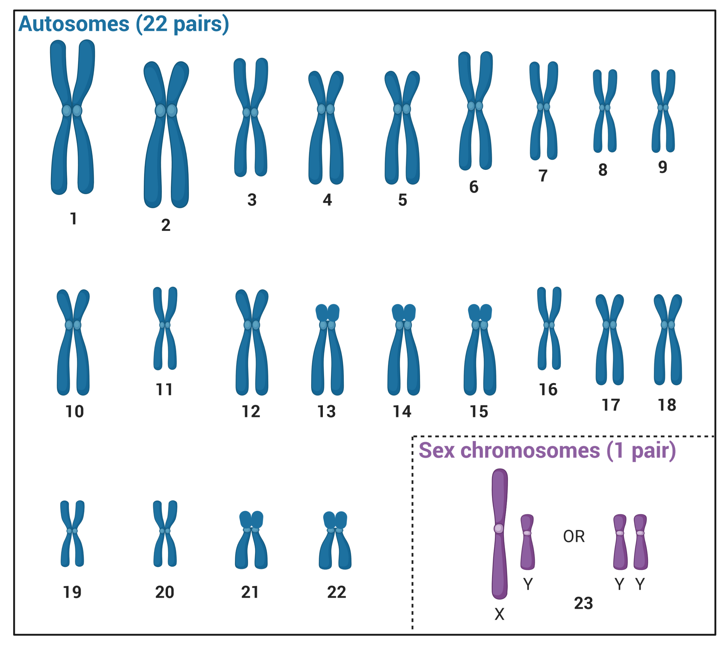 Glossary | Genome Sciences Centre